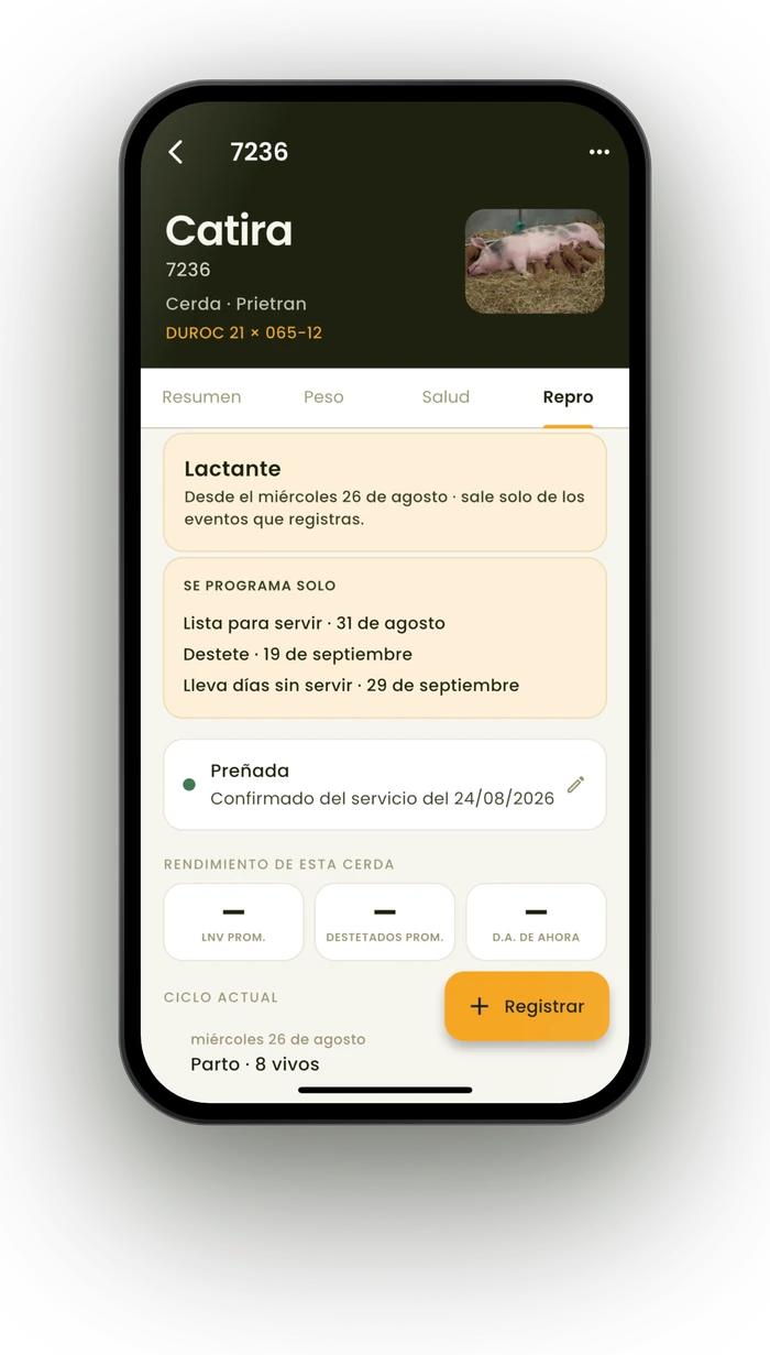 La ficha de una cerda en Ganady, con su ciclo reproductivo
